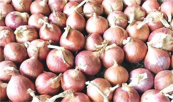 实皆省敏牧县区出产的洋葱价钱微跌