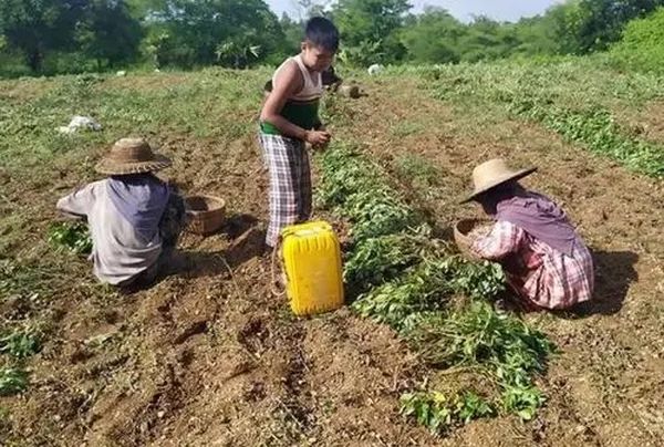 实皆省遵纳县区冬作物种植季节期间将种植冬花生6,500多英亩