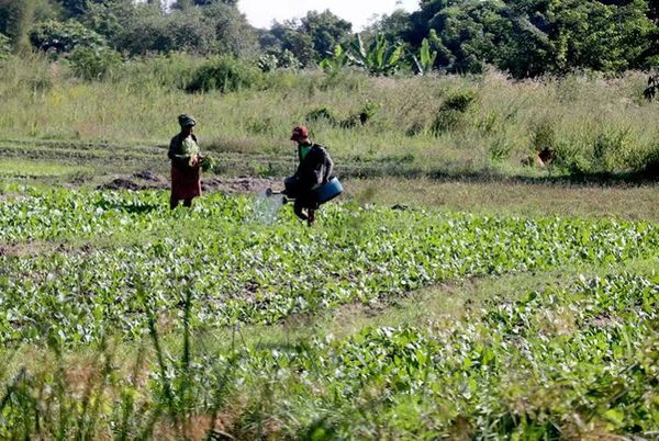 今年实皆省在冬作物种植季节期间将种植15万多英亩蔬菜