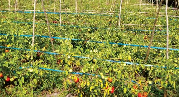 曼德勒省良吴地区番茄价钱上扬满足了农民们的期望