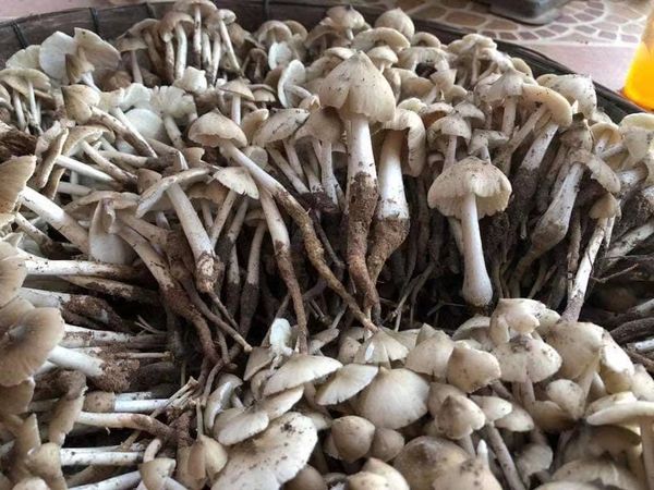 马奎省本漂县区天然蘑菇价钱走俏