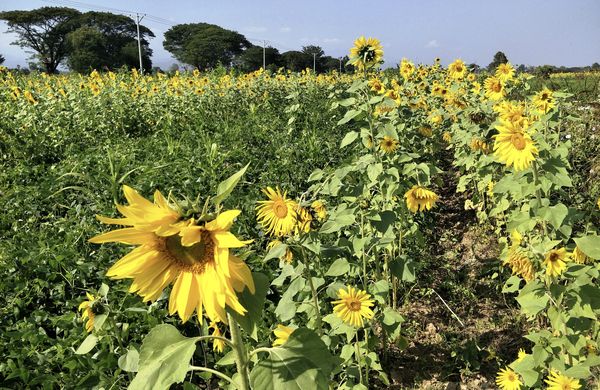 仰光省将种植8千多英亩冬向日葵