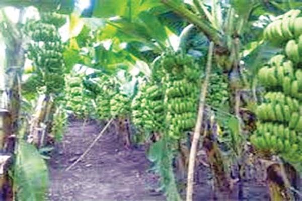 缅甸边境贸易开发新产品出口，由边贸基地出口香蕉及椰干