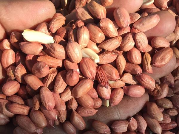 曼德勒市场上新花生米已上市但价钱却因购买力强劲而上扬