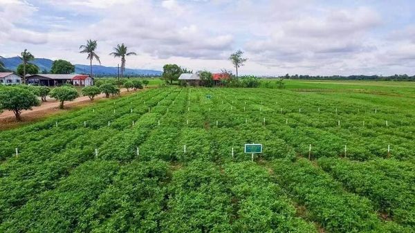 钦邦今年冬作物种植季节期间将为8种作物改换良种