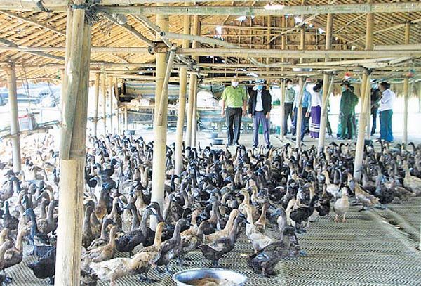 勃固省丹那平县区饲养着25万只家鸭