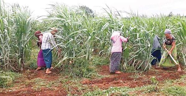 2022—23年度曼德勒省将再扩大种植7,606英亩甘蔗