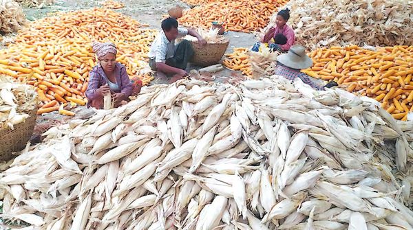 缅甸玉米已开始向中国出口了