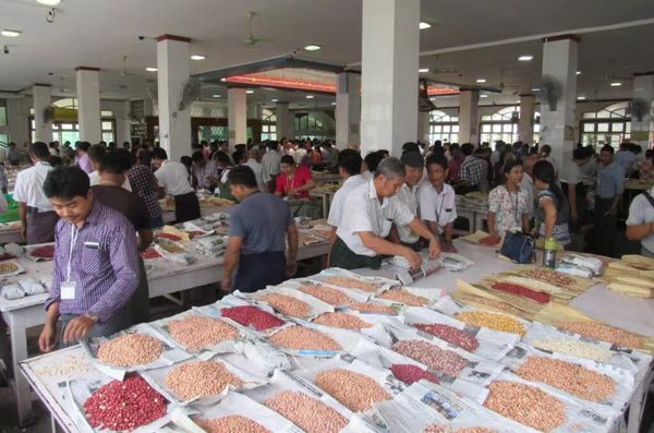 新财政年度上半年缅甸已向国外出口80多万吨豆类创汇6亿美元