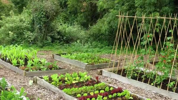 实皆省蒙育瓦县区向农民们示范无土栽培技术及家庭园圃种植工作