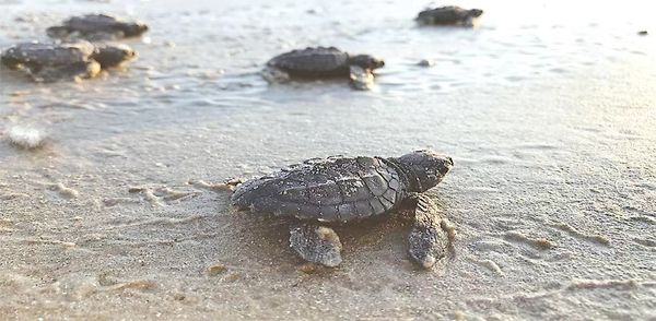 伊洛瓦底省9个月内在龟岛上发现49座海龟龟巢