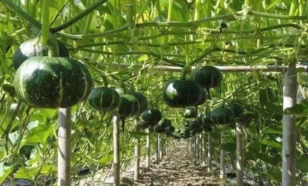 马奎省本漂县区种植南瓜作物成功农夫们收获良多