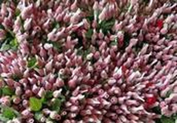 缅甸正在尝试将国内种植的三种鲜花出口马来西亚