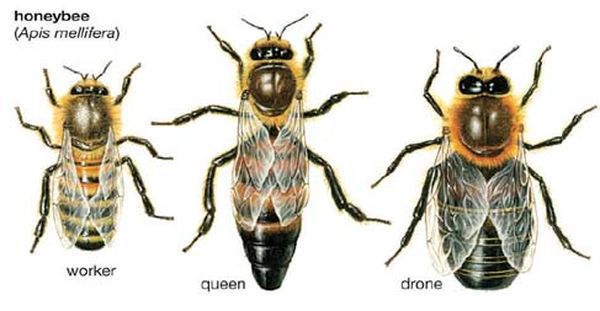 蜜蜂——将农业耕种工作与养殖工作联系起来的一重要生物物种