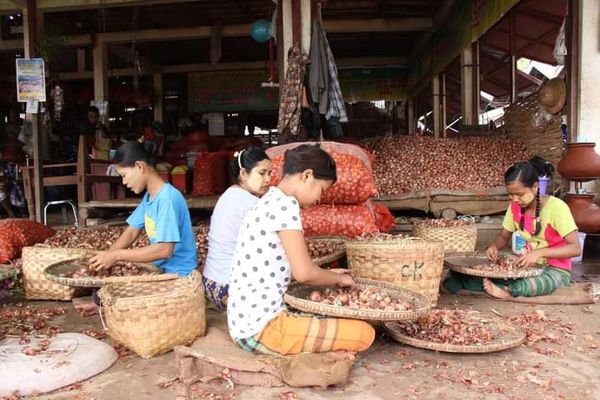 缅甸洋葱行情良好