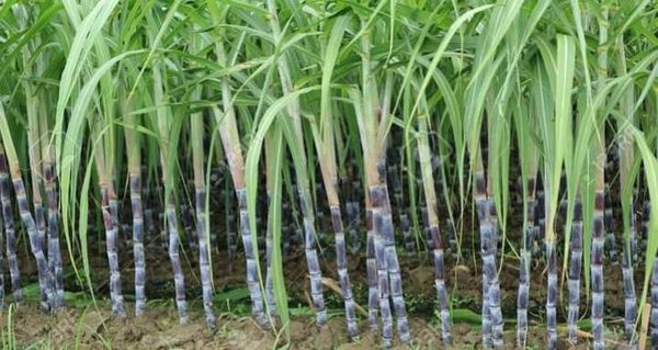 糖厂开价一吨9万缅币收购甘蔗