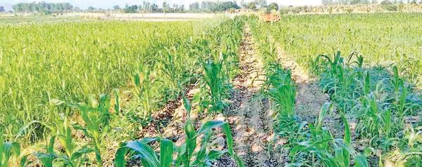 马奎省本漂县区农民们利用地下水种植玉蜀黍及冬洋葱等作物