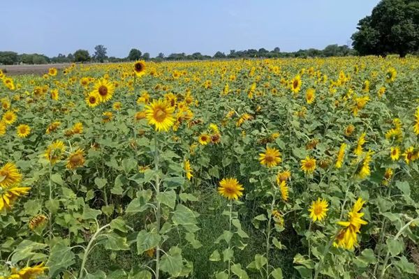 实皆省实皆专区比原计划多种植了雨向日葵600多英亩