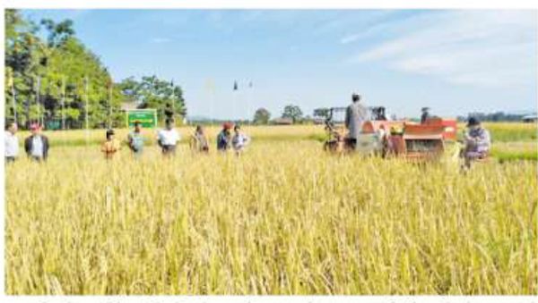 实皆省达木县区雨季稻种田收割情况