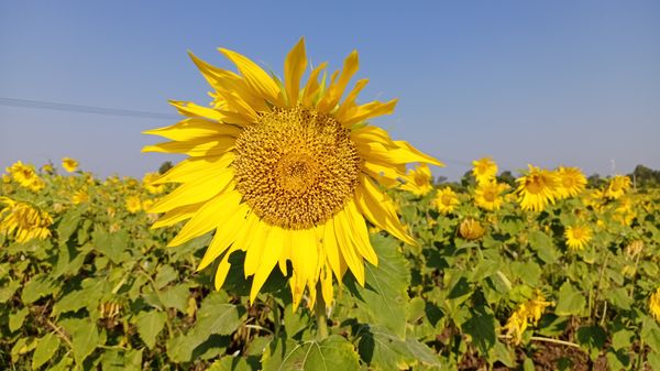 伊洛瓦底省将种植22万多英亩冬向日葵