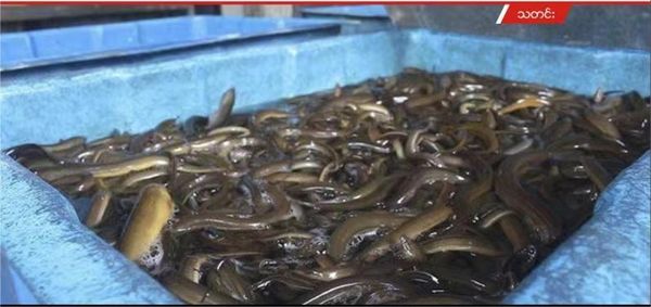 由于鳝鱼获得好价钱伊洛瓦底省毛淡棉遵县区鳝鱼伺养者增多了