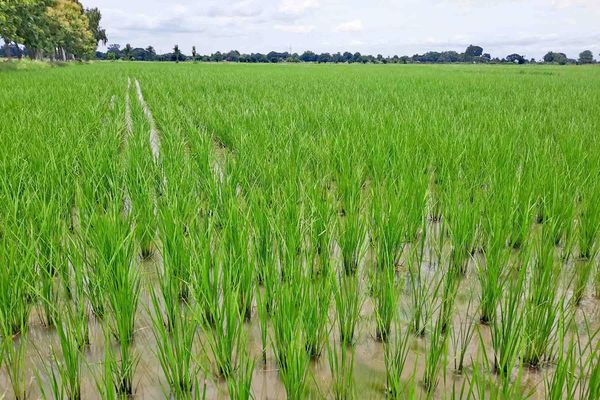 实皆省两地区的雨季稻种植情况