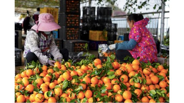 缅甸再从中国进口60多吨苹果和橘子