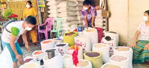 各地区种植的复种作物黑麦豆在曼德勒市场上获得了好价钱  