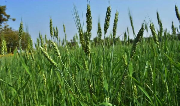 实皆省冬作物种植季节规划种植十万多英亩小麦作物