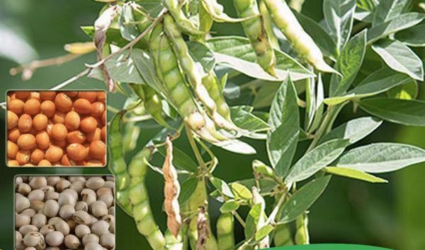 伊洛瓦底省宫漂县区今年冬季规划种植各种豆类11万英亩