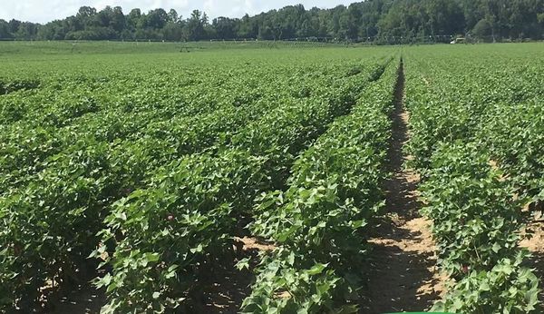 实皆省遵纳县区今年已完成4万多英亩冬作物的种植工作