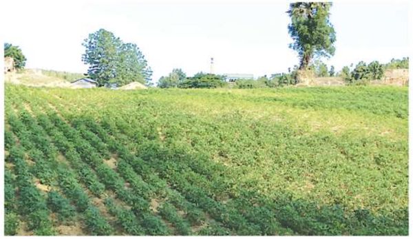 勃固省包康县今年冬作物种植季节将种植上万英亩油料作物