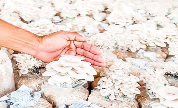 将开办免费食用菌种植技术培训班