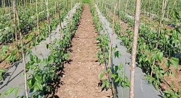 岱枝专区规划种植5万多英亩冬作物已完成1.5万英亩的种植工作