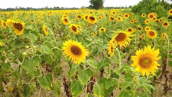 实皆省农民种植向日葵油料作物每英亩约盈利50万缅元