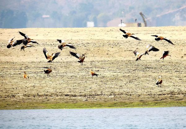 茵都基湖内已有世界珍稀候鸟品种及本地水鸟品种近2万多只进入