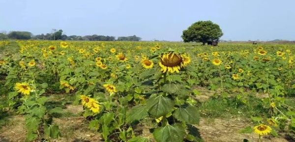 马奎省本漂县区冬作物种植季节时将种植油料作物3万多英亩