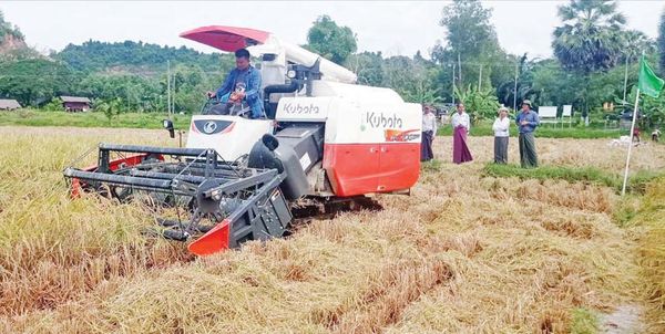 丹老县区今年雨季稻丰收稻谷价钱也走俏