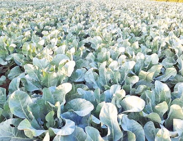 曼德勒省皎栖县区菜花种植成功出售时也获得了好价钱