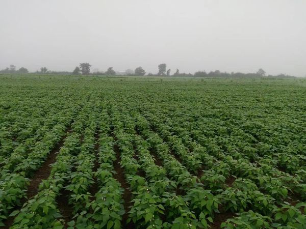 实皆省今年冬作物期间已种植了大豆27,000多英亩