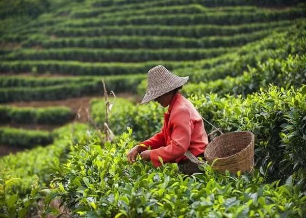实皆省今年已种植了茶叶近12,000英亩