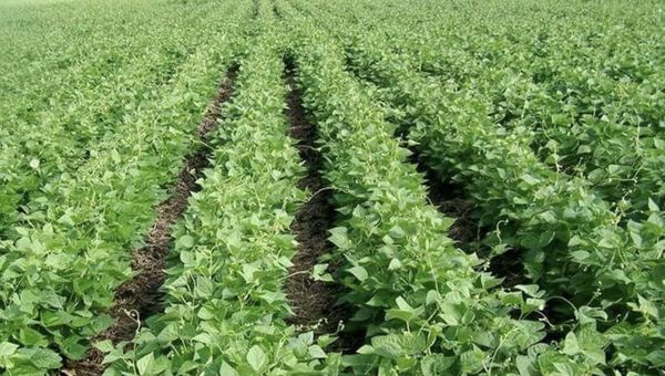 仰光省茂比县区今年规划种植9千多英亩冬作物