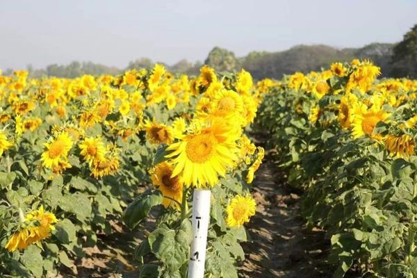 实皆省在冬作物种植期间已完成冬向日葵17多万英亩的种植工作