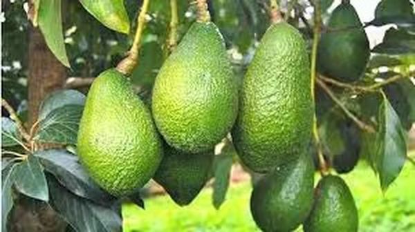 钦邦地区农业耕种情况