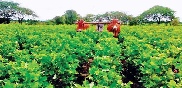 马奎省本漂县区及实皆省敏牧县区长纤维棉花种植情况