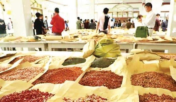 新上市的豇豆以高价钱进入曼德勒市场