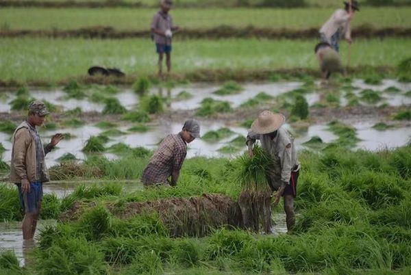 缅甸农耕将争取做到一年三熟