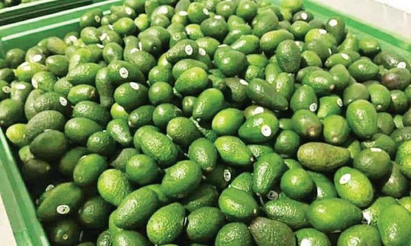 缅甸今年出产的HASS牛油果品种在国内市场上销路良好