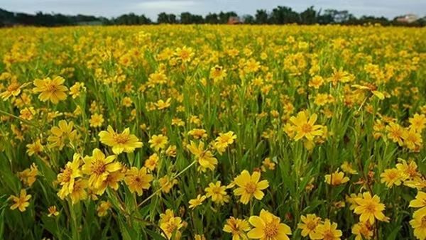 马奎省本漂县区油料作物花芝麻已超额完成原规划种植面积
