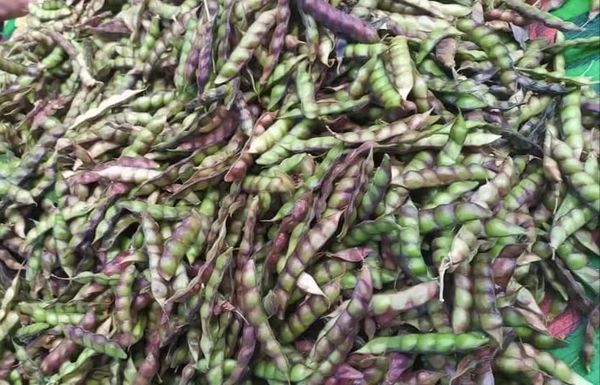 曼德勒省内一些县区种植的木豆一上市就获得了好价钱